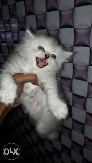 Persian kitten for sell in delhi dwarka lowest