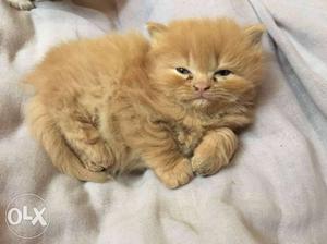 Persian kitten semi punch 47 days