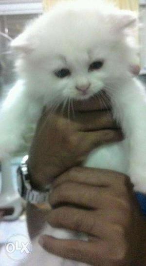 Persian kittens available now in ajmer with hometown