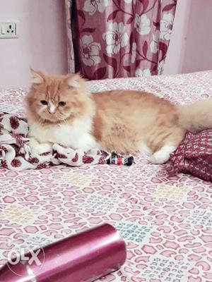 Persian male kitten. 6 months old. very
