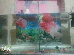 Pink Flowerhorn Fish headup fish