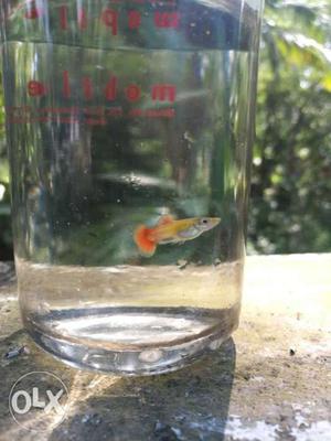 Platinum red tail guppies