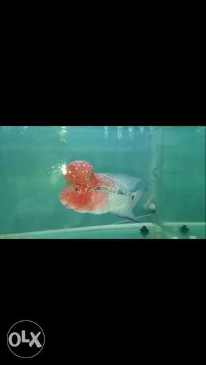 Pp bloodline Thailand imported flowerhorn