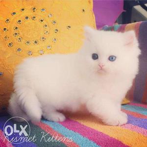 Pretty persian kittens available in Amritsar