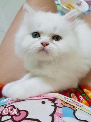 Pretty persian kittens available in delhi
