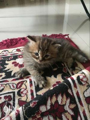 Pure Homebred Persian Kitten male. Last one left