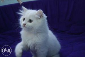 Pure Persian breed healthy active and play full