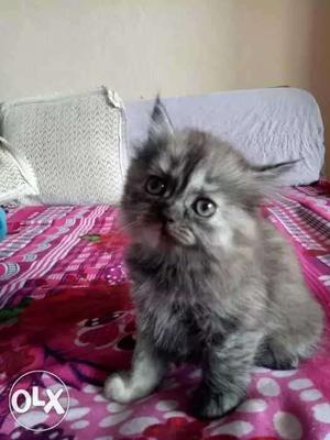 Pure Persian kitten fully trained kitten