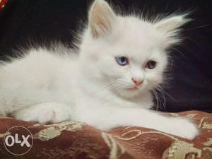 Pure White Persian Cat male