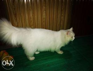 Pure breed Persian female 11months old
