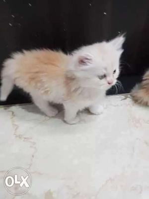 Pure parsian kitten female available