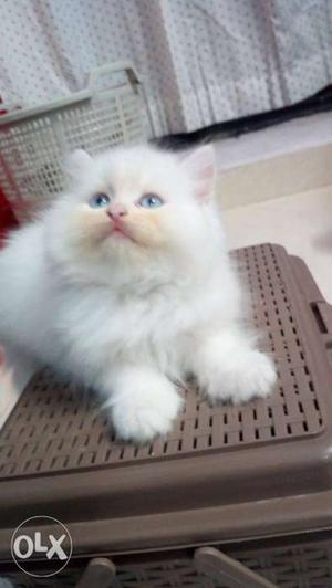 Pure persian cats available for sale.