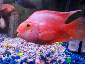 Red And Yellow Fish Fish