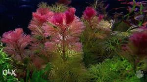 Red Cabomba Aquarium Live Plant available. (5 pieces 30.Rs