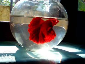 Red FULL moon Betta fish