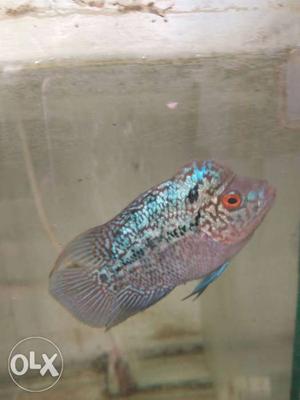 Red base kml flower horn male for sale size just