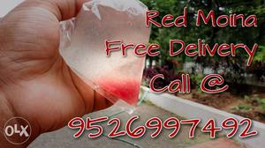 Red moina RS 80 Free Delivery