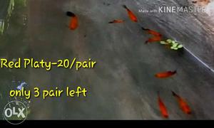 Red platies_ 20/pair