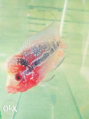S. r. d flowerhorn fish