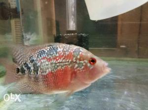 SB flowerhorn.. Female.. 1 year old.. Ready for