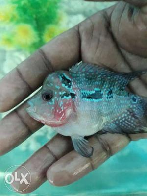 SRD flowerhorn fish for sales RS. if you want