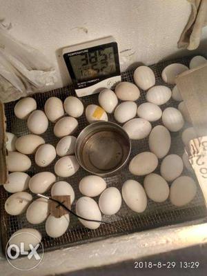 Selling egg incubator