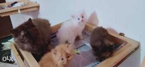 Semi punch kittens for sale anyone need plzz cnt