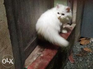 Show quality female kitten for sale at aleppy