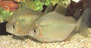 Silver dollar fish size 6inch 600 pair