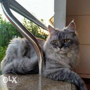 Silver persian cat