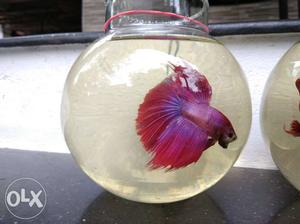 Thailand directly imported high breed betta fishes