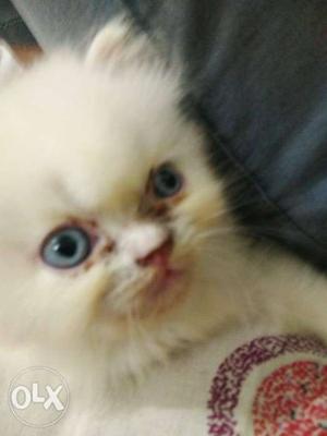 This is pure persian kitten at very low price i