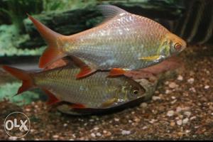 Tinfin barb Fish pair