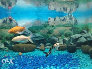 Two Brown And White Fish