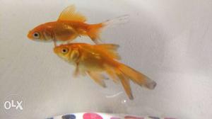 Two Goldfish with bowl & food & salt