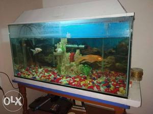 Urgent sell fish aquarium