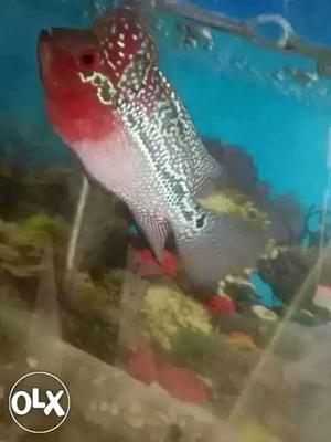 Vasthu flowerhorn fish for sell price negotiable