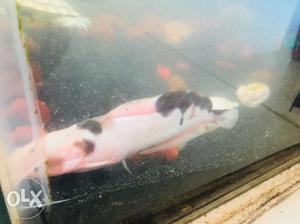 Very Active 3"Cat fish singal pis only 150 Rs