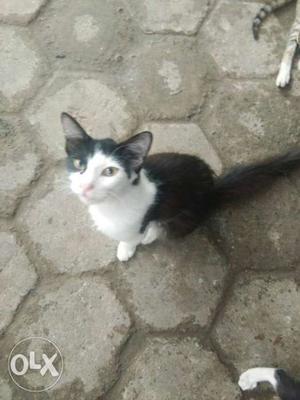 Very Loving Indo Persian cross breed male kitten