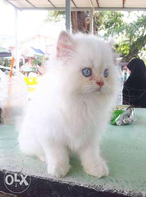 Very active beautiful white persian baby kitten for sale0