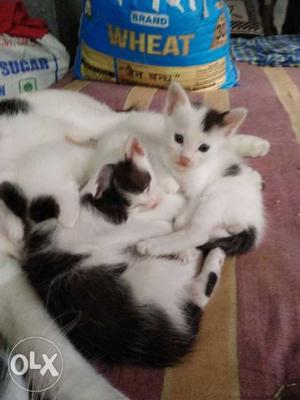 Very cute kittans