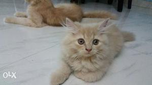 Very healthy and active persian pure breed(3