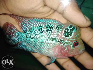 Want to sell super red dragon flowerhorn