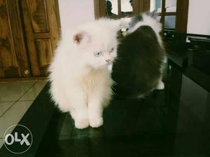 White And Black Fur Cat