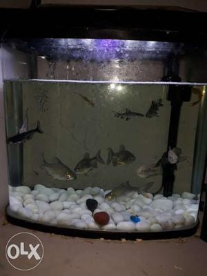 White And Black Wooden Framed Fish Tank