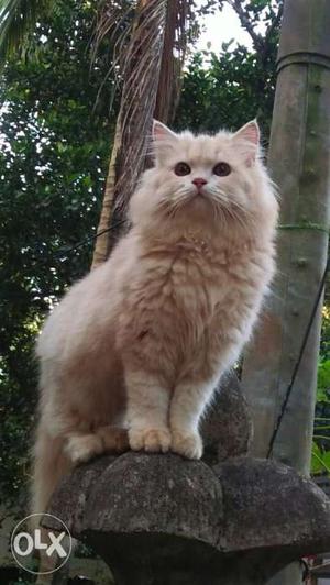 White And Brown Fur Cat