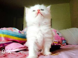 White And Golden Persian Kitten For Sale