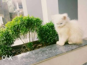 White And Green Fur Cat