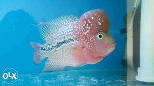 White And Pink Fish Decor