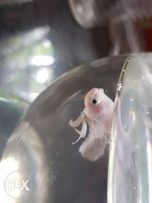 White Pet Fish